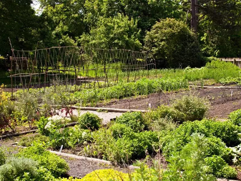Der Selbstversorger Garten – Frisch geerntetes Obst und Gemüse